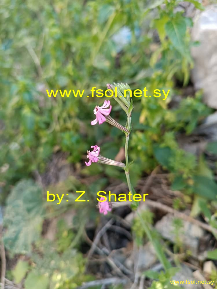 Silene colorata Poir.